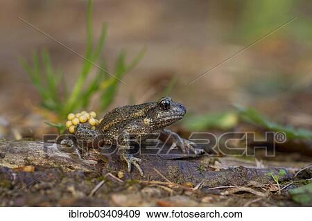 "Common Midwife Toad (Alytes obstetricans), male carrying fresh mass of eggs, Thuringia, Germany, Europe" View Large Photo Image Stock Photo - "Common Midwife Toad (Alytes obstetricans), male carrying fresh mass of eggs, Thuringia, Germany, Europe". Fotosearch