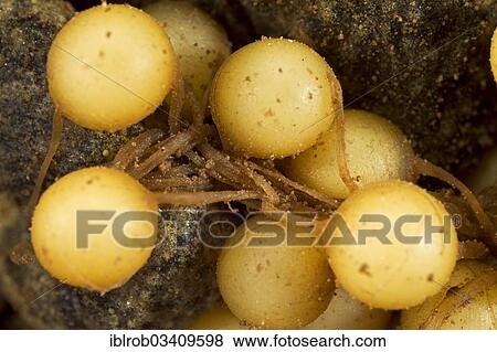"Common Midwife Toad (Alytes obstetricans), fresh mass of eggs, detail, Thuringia, Germany, Europe" View Large Photo Image Stock Photo - "Common Midwife Toad (Alytes obstetricans), fresh mass of eggs, detail, Thuringia, Germany, Europe". Fotosearch