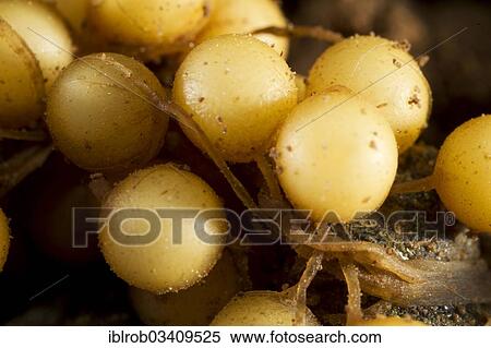 "Common Midwife Toad (Alytes obstetricans), fresh mass of eggs, detail, Thuringia, Germany, Europe" View Large Photo Image Stock Photography - "Common Midwife Toad (Alytes obstetricans), fresh mass of eggs, detail, Thuringia, Germany, Europe". Fotosearch