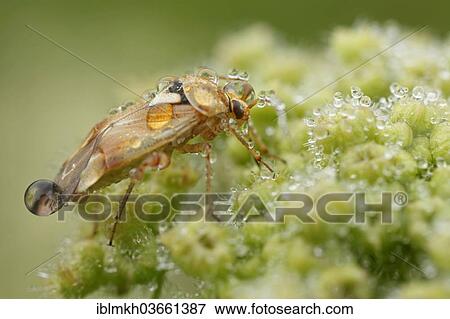 "Common Mirid Bug (Lygus pratensis), Hesse, Germany, Europe" View Large Photo Image Stock Photo - "Common Mirid Bug (Lygus pratensis), Hesse, Germany, Europe". Fotosearch
