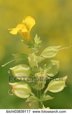 "Common Monkey-Flower (Mimulus guttatus), blossom, native to North America" View Large Photo Image Stock Photo - "Common Monkey-Flower (Mimulus guttatus), blossom, native to North America". Fotosearch