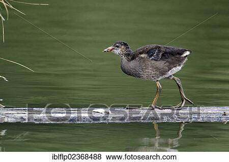 "Common Moorhen (Gallinula chloropus), juvenile, walking on wooden plank in water, Midlands, England, United Kingdom, Europe" View Large Photo Image Stock Photo - "Common Moorhen (Gallinula chloropus), juvenile, walking on wooden plank in water, Midlands, England, United Kingdom, Europe". Fotosearch