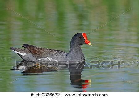 "Common Moorhen or Swamp Chicken (Gallinula chloropus cachinnans), swimming with its reflection in the water, Florida, United States, North America" View Large Photo Image Stock Image - "Common Moorhen or Swamp Chicken (Gallinula chloropus cachinnans), swimming with its reflection in the water, Florida, United States, North America". Fotosearch