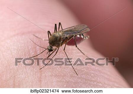 Picture - "Common Mosquito (Culex pipiens), adult female, feeding, sucking blood from human skin, Italy, Europe". Fotosearch