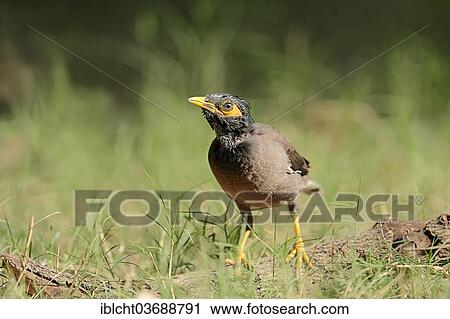 "Common Myna or Indian Myna (Acridotheres tristis), Keoladeo National Park, Bharatpur, Rajasthan, India, Asia" View Large Photo Image Stock Image - "Common Myna or Indian Myna (Acridotheres tristis), Keoladeo National Park, Bharatpur, Rajasthan, India, Asia". Fotosearch
