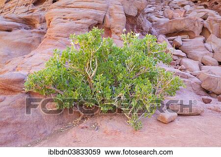 "Common Myrtle plant (Myrtus communis), Sinai desert, Egypt, Africa" View Large Photo Image Stock Photo - "Common Myrtle plant (Myrtus communis), Sinai desert, Egypt, Africa". Fotosearch