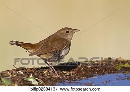 "Common Nightingale (Luscinia megarhynchos), adult, drinking at pool, Castilla y Leon, Spain, Europe" View Large Photo Image Stock Photo - "Common Nightingale (Luscinia megarhynchos), adult, drinking at pool, Castilla y Leon, Spain, Europe". Fotosearch