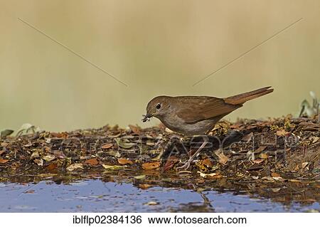 "Common Nightingale (Luscinia megarhynchos), adult, collecting insects at edge of pool, Castilla y Leon, Spain, Europe" View Large Photo Image Stock Photograph - "Common Nightingale (Luscinia megarhynchos), adult, collecting insects at edge of pool, Castilla y Leon, Spain, Europe". Fotosearch