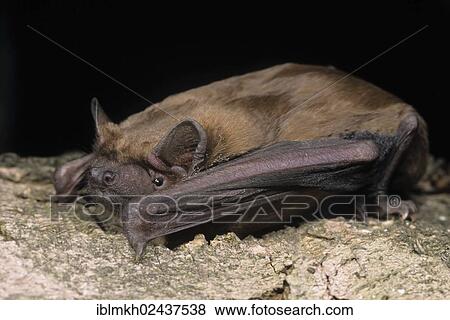 "Common Noctule (Nyctalus noctula), Hesse, Germany, Europe" View Large Photo Image Stock Photo - "Common Noctule (Nyctalus noctula), Hesse, Germany, Europe". Fotosearch
