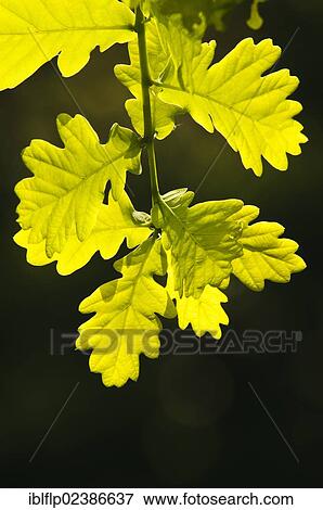 "Common Oak (Quercus robur), close-up of backlit newly grown leaves, Minsmere RSPB Reserve, Suffolk, England, United Kingdom, Europe" View Large Photo Image Stock Photo - "Common Oak (Quercus robur), close-up of backlit newly grown leaves, Minsmere RSPB Reserve, Suffolk, England, United Kingdom, Europe". Fotosearch