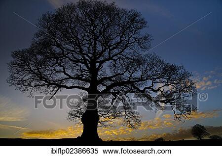 "Common Oak (Quercus robur), in habitat, bare tree silhouetted at sunset, Heron Corn Mills, Beetham, Cumbria, England, United Kingdom, Europe" View Large Photo Image Stock Photography - "Common Oak (Quercus robur), in habitat, bare tree silhouetted at sunset, Heron Corn Mills, Beetham, Cumbria, England, United Kingdom, Europe". Fotosearch