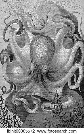 "Common Octopus (Octopus vulgaris), illustration from Meyers Konversations-Lexikon encyclopaedia, 1897" View Large Photo Image Stock Image - "Common Octopus (Octopus vulgaris), illustration from Meyers Konversations-Lexikon encyclopaedia, 1897". Fotosearch