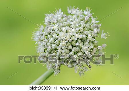 "Common Onion (Allium cepa), blossom, Germany, Europe" View Large Photo Image Stock Image - "Common Onion (Allium cepa), blossom, Germany, Europe". Fotosearch