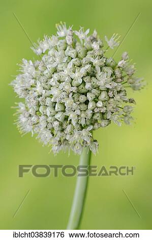 Stock Photograph - "Common Onion (Allium cepa), blossom, Germany, Europe". Fotosearch