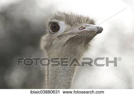 "Common Ostrich (Struthio camelus), portrait, Linz Zoo, Linz, Upper Austria, Austria, Europe" View Large Photo Image Stock Image - "Common Ostrich (Struthio camelus), portrait, Linz Zoo, Linz, Upper Austria, Austria, Europe". Fotosearch