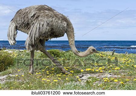 Stock Image - "Common Ostrich (Struthio camelus), female, Cape of Good Hope Nature Reserve, Western Cape, South Africa, Africa". Fotosearch