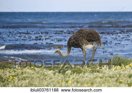"Common Ostrich (Struthio camelus), female, Cape of Good Hope Nature Reserve, Western Cape, South Africa, Africa" View Large Photo Image Stock Photo - "Common Ostrich (Struthio camelus), female, Cape of Good Hope Nature Reserve, Western Cape, South Africa, Africa". Fotosearch
