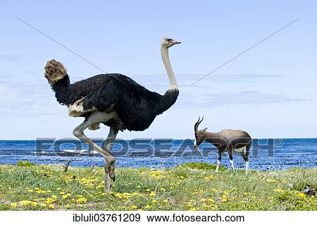 Stock Photo - "Common Ostrich (Struthio camelus), male, and a Bontebok (Damaliscus pygargus pygargus), Cape of Good Hope Nature Reserve, Western Cape, South Africa, Africa". Fotosearch