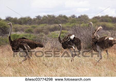 "Common Ostrich (Struthio camelus), Namutoni, Etosha National Park, Namibia, Africa" View Large Photo Image Stock Photo - "Common Ostrich (Struthio camelus), Namutoni, Etosha National Park, Namibia, Africa". Fotosearch