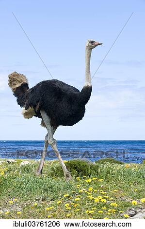 "Common Ostrich (Struthio camelus), male, Cape of Good Hope Nature Reserve, Western Cape, South Africa, Africa" View Large Photo Image Stock Photograph - "Common Ostrich (Struthio camelus), male, Cape of Good Hope Nature Reserve, Western Cape, South Africa, Africa". Fotosearch