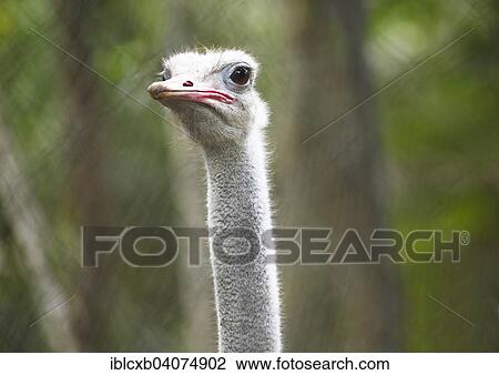 Stock Image - "Common Ostrich (Struthio camelus), Zoo Ave, Alajuela province, Costa Rica, North America". Fotosearch