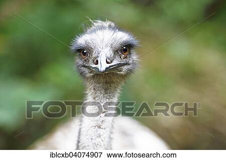 "Common Ostrich (Struthio camelus), Zoo Ave, Alajuela province, Costa Rica, North America" View Large Photo Image Stock Photo - "Common Ostrich (Struthio camelus), Zoo Ave, Alajuela province, Costa Rica, North America". Fotosearch
