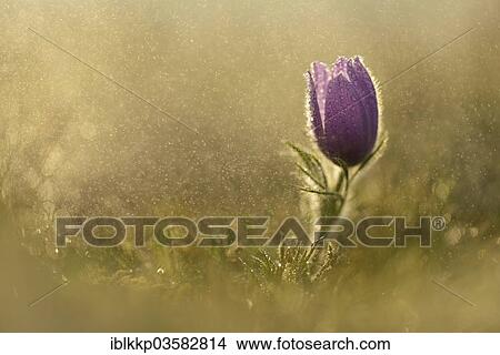 "Common Pasque Flower or Dane's Blood (Pulsatilla vulgaris) in drizzling rain, Saxony-Anhalt, Germany, Europe" View Large Photo Image Picture - "Common Pasque Flower or Dane's Blood (Pulsatilla vulgaris) in drizzling rain, Saxony-Anhalt, Germany, Europe". Fotosearch