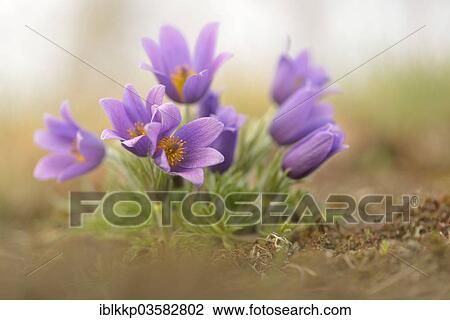 "Common Pasque Flower or Dane's Blood (Pulsatilla vulgaris), Saxony-Anhalt, Germany, Europe" View Large Photo Image Stock Image - "Common Pasque Flower or Dane's Blood (Pulsatilla vulgaris), Saxony-Anhalt, Germany, Europe". Fotosearch