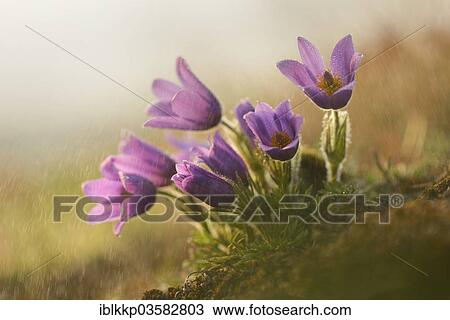 "Common Pasque Flower or Dane's Blood (Pulsatilla vulgaris), Saxony-Anhalt, Germany, Europe" View Large Photo Image Stock Image - "Common Pasque Flower or Dane's Blood (Pulsatilla vulgaris), Saxony-Anhalt, Germany, Europe". Fotosearch