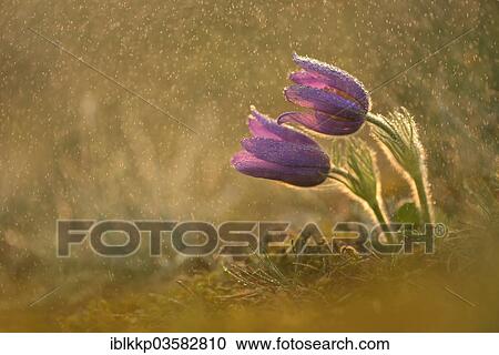 "Common Pasque Flower or Dane's Blood (Pulsatilla vulgaris) in drizzling rain, Saxony-Anhalt, Germany, Europe" View Large Photo Image Stock Image - "Common Pasque Flower or Dane's Blood (Pulsatilla vulgaris) in drizzling rain, Saxony-Anhalt, Germany, Europe". Fotosearch