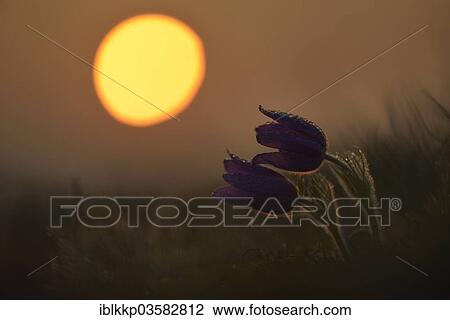 "Common Pasque Flower or Dane's Blood (Pulsatilla vulgaris), Saxony-Anhalt, Germany, Europe" View Large Photo Image Stock Image - "Common Pasque Flower or Dane's Blood (Pulsatilla vulgaris), Saxony-Anhalt, Germany, Europe". Fotosearch