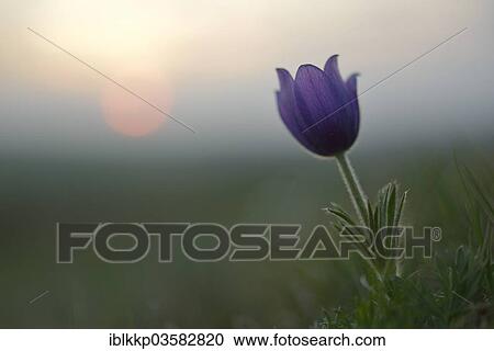 "Common Pasque Flower or Dane's Blood (Pulsatilla vulgaris) in front of the setting sun, Saxony-Anhalt, Germany, Europe" View Large Photo Image Stock Image - "Common Pasque Flower or Dane's Blood (Pulsatilla vulgaris) in front of the setting sun, Saxony-Anhalt, Germany, Europe". Fotosearch