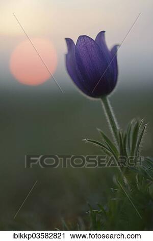 "Common Pasque Flower or Dane's Blood (Pulsatilla vulgaris) in front of the setting sun, Saxony-Anhalt, Germany, Europe" View Large Photo Image Stock Image - "Common Pasque Flower or Dane's Blood (Pulsatilla vulgaris) in front of the setting sun, Saxony-Anhalt, Germany, Europe". Fotosearch
