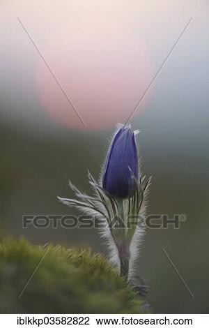 "Common Pasque Flower or Dane's Blood (Pulsatilla vulgaris) in front of the setting sun, Saxony-Anhalt, Germany, Europe" View Large Photo Image Stock Image - "Common Pasque Flower or Dane's Blood (Pulsatilla vulgaris) in front of the setting sun, Saxony-Anhalt, Germany, Europe". Fotosearch
