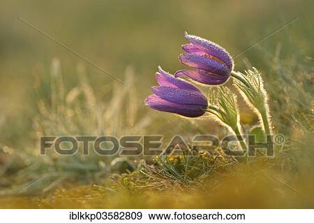 "Common Pasque Flower or Dane's Blood (Pulsatilla vulgaris), Saxony-Anhalt, Germany, Europe" View Large Photo Image Stock Photo - "Common Pasque Flower or Dane's Blood (Pulsatilla vulgaris), Saxony-Anhalt, Germany, Europe". Fotosearch
