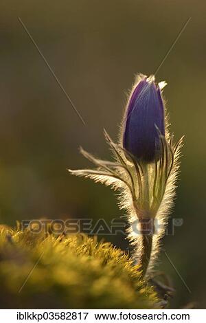 "Common Pasque Flower or Dane's Blood (Pulsatilla vulgaris), Saxony-Anhalt, Germany, Europe" View Large Photo Image Stock Photo - "Common Pasque Flower or Dane's Blood (Pulsatilla vulgaris), Saxony-Anhalt, Germany, Europe". Fotosearch