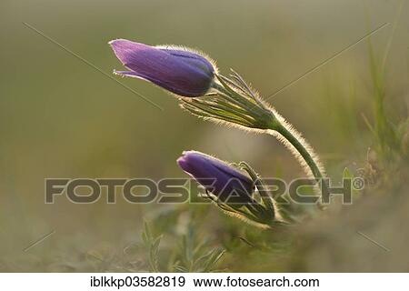 Stock Photo - "Common Pasque Flower or Dane's Blood (Pulsatilla vulgaris), Saxony-Anhalt, Germany, Europe". Fotosearch