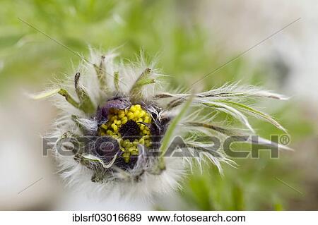 "Common Pasque Flower or Dane's Blood (Pulsatilla vulgaris), Kassel, Kassel, Hesse, Germany, Europe" View Large Photo Image Stock Photo - "Common Pasque Flower or Dane's Blood (Pulsatilla vulgaris), Kassel, Kassel, Hesse, Germany, Europe". Fotosearch