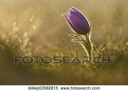 "Common Pasque Flower or Dane's Blood (Pulsatilla vulgaris) in drizzling rain, Saxony-Anhalt, Germany, Europe" View Large Photo Image Stock Photography - "Common Pasque Flower or Dane's Blood (Pulsatilla vulgaris) in drizzling rain, Saxony-Anhalt, Germany, Europe". Fotosearch