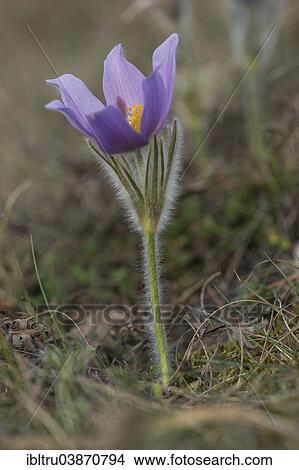 "Common Pasque Flower (Pulsatilla vulgaris), Burgenland, Austria, Europe" View Large Photo Image Picture - "Common Pasque Flower (Pulsatilla vulgaris), Burgenland, Austria, Europe". Fotosearch