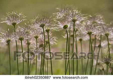 "Common Pasque Flower (Pulsatilla vulgaris), seed heads, Swabian Alb, Baden-Wuerttemberg, Germany, Europe" View Large Photo Image Stock Photo - "Common Pasque Flower (Pulsatilla vulgaris), seed heads, Swabian Alb, Baden-Wuerttemberg, Germany, Europe". Fotosearch