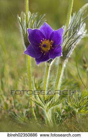 "Common Pasque Flower (Pulsatilla vulgaris), Swabian Alb, Baden-Wuerttemberg, Germany, Europe" View Large Photo Image Stock Photograph - "Common Pasque Flower (Pulsatilla vulgaris), Swabian Alb, Baden-Wuerttemberg, Germany, Europe". Fotosearch