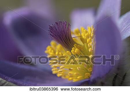 "Common Pasque Flower (Pulsatilla vulgaris), Burgenland, Austria, Europe" View Large Photo Image Stock Photograph - "Common Pasque Flower (Pulsatilla vulgaris), Burgenland, Austria, Europe". Fotosearch