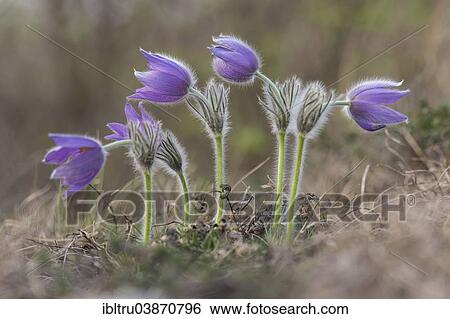 "Common Pasque Flower (Pulsatilla vulgaris), Burgenland, Austria, Europe" View Large Photo Image Stock Photograph - "Common Pasque Flower (Pulsatilla vulgaris), Burgenland, Austria, Europe". Fotosearch