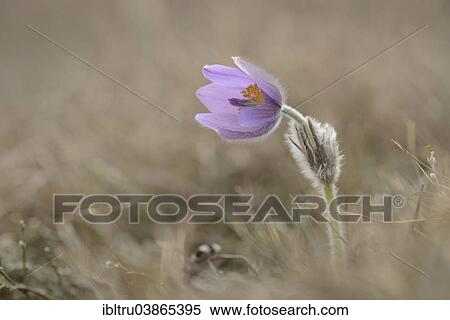 "Common Pasque Flower (Pulsatilla vulgaris), Burgenland, Austria, Europe" View Large Photo Image Stock Photography - "Common Pasque Flower (Pulsatilla vulgaris), Burgenland, Austria, Europe". Fotosearch