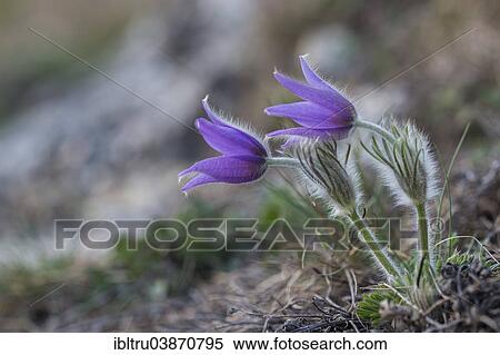 "Common Pasque Flower (Pulsatilla vulgaris), Burgenland, Austria, Europe" View Large Photo Image Stock Photography - "Common Pasque Flower (Pulsatilla vulgaris), Burgenland, Austria, Europe". Fotosearch