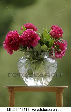 Common peony (Paeonia officinalis) in a glass vase View Large Photo Image Stock Photograph - Common peony (Paeonia officinalis) in a glass vase. Fotosearch