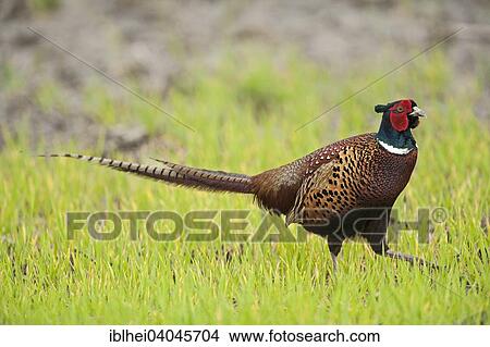 "Common Pheasant (Phasianus colchicus), Hansag, Lake Neusiedl, Burgenland, Austria, Europe" View Large Photo Image Picture - "Common Pheasant (Phasianus colchicus), Hansag, Lake Neusiedl, Burgenland, Austria, Europe". Fotosearch