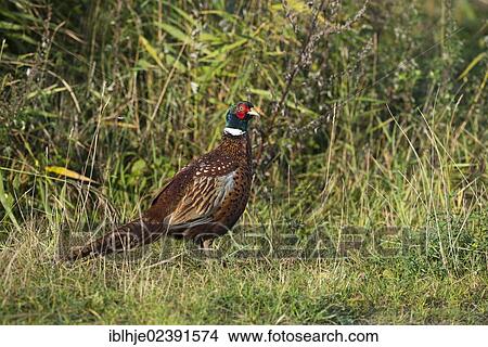 "Common Pheasant (Phasianus colchicus), Texel, The Netherlands, Europe" View Large Photo Image Picture - "Common Pheasant (Phasianus colchicus), Texel, The Netherlands, Europe". Fotosearch