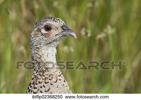 Stock Image - "Common Pheasant (Phasianus colchicus), adult female, portrait, Elmley Marshes National Nature Reserve, North Kent Marshes, Isle of Sheppey, Kent, England, United Kingdom, Europe". Fotosearch
